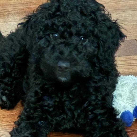 Meet your Posher, Julianna - Picture 1 of 1